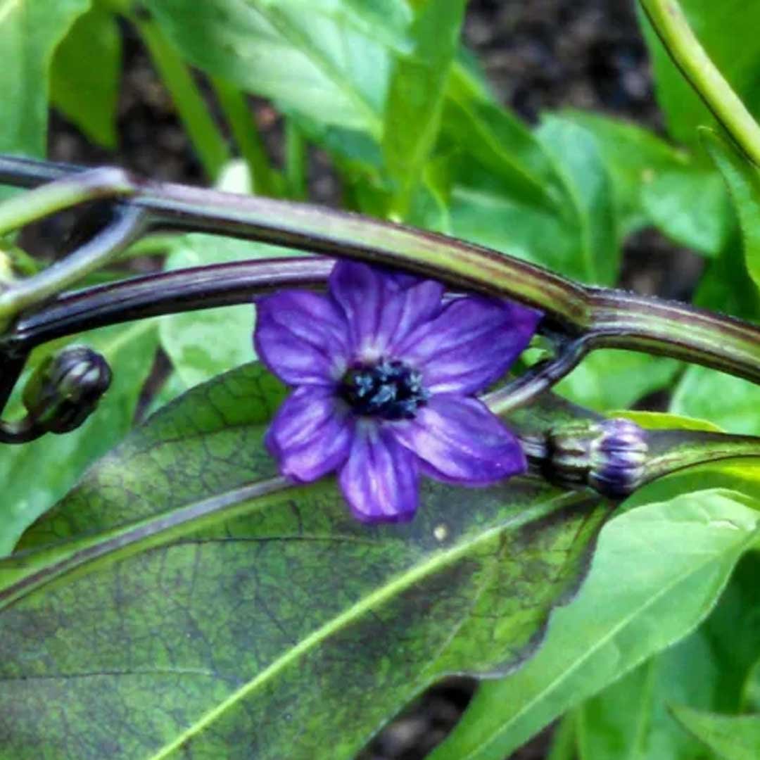 Home 49 Black Pepper